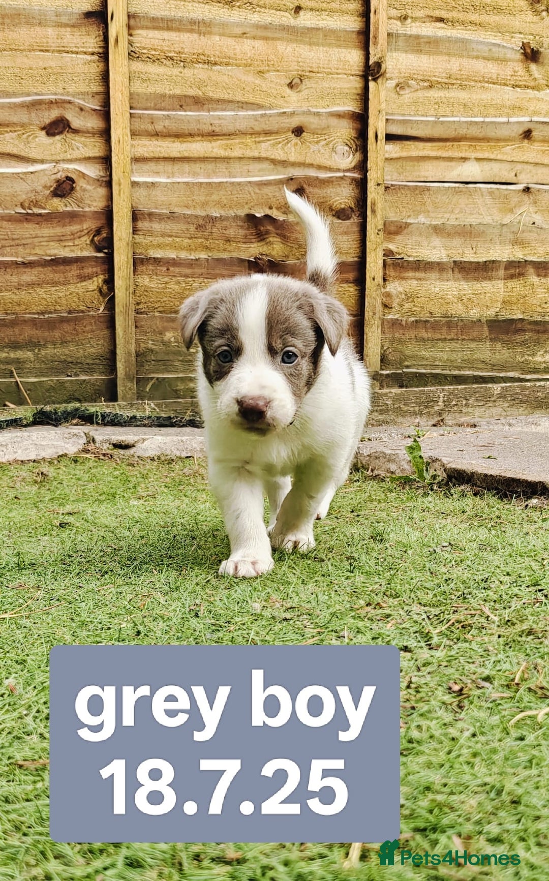 Border Collie dogs for sale: 6 Kennel Club registered Border Collie pups - Image 12