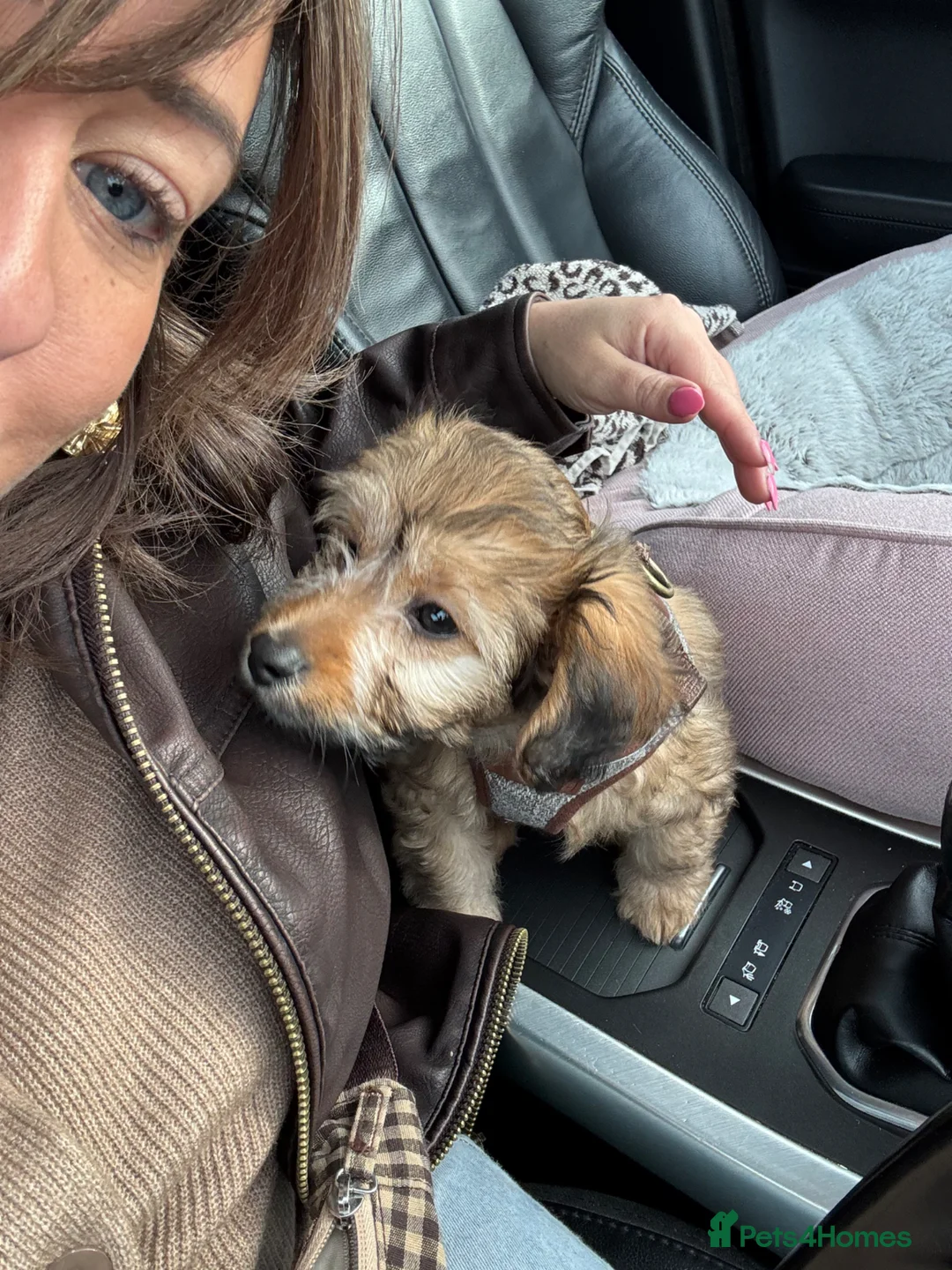 Maltipoo dogs for sale: Maltipoo puppy - Advert 1