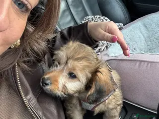 Maltipoo dogs Maltipoo puppy - Advert 12