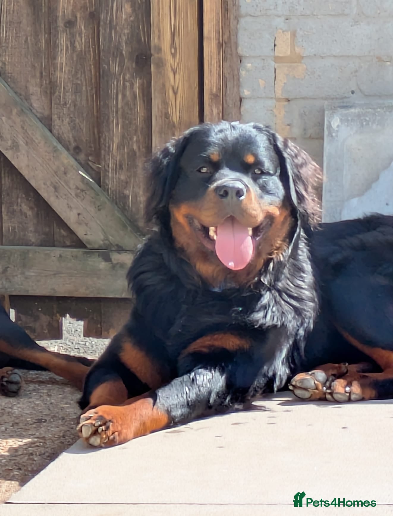 Rottweiler dogs Fluffy Rottweiler  - Advert 1