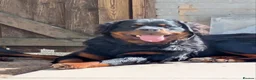 Rottweiler dogs for sale: Fluffy Rottweiler  - Advert 1