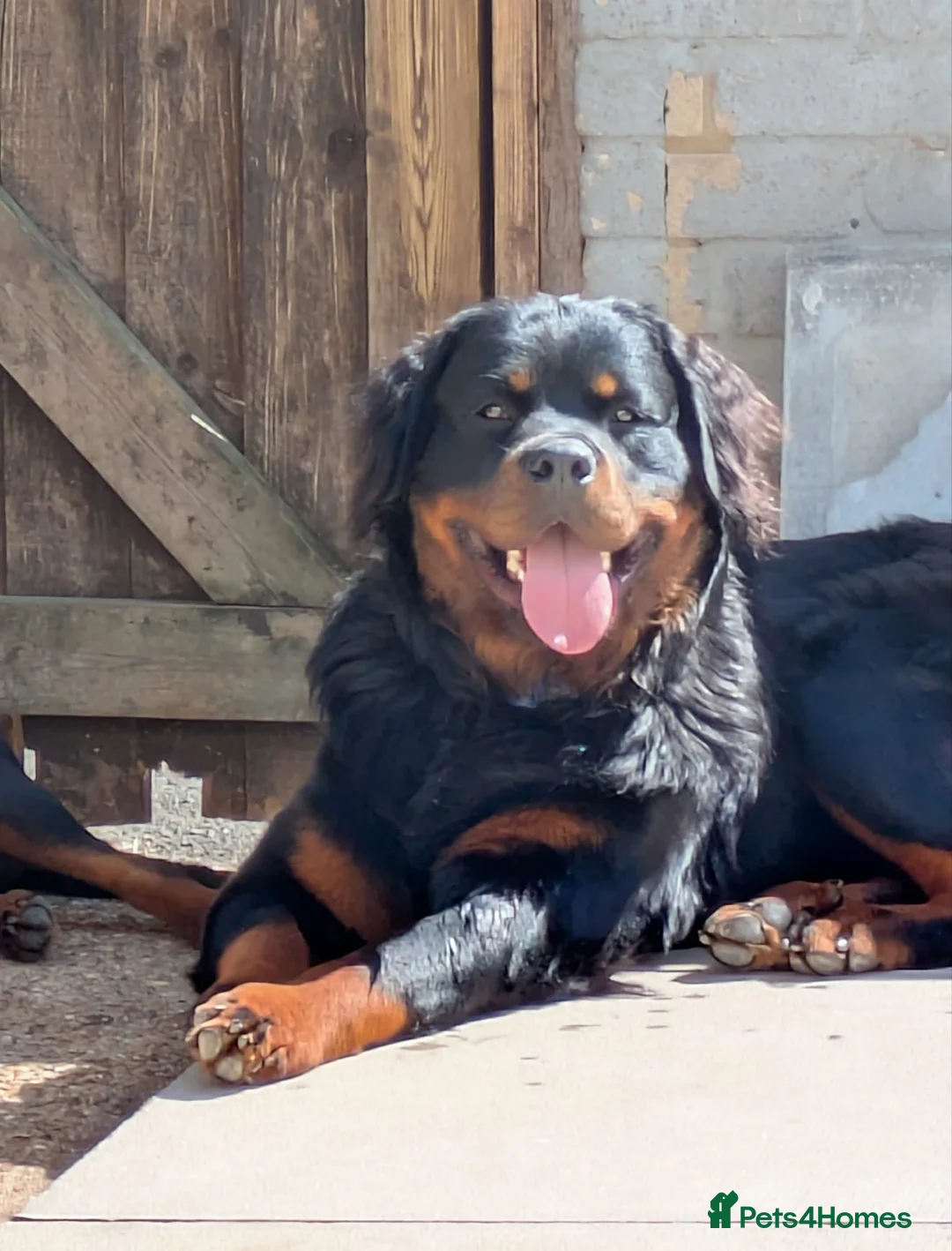 Rottweiler dogs for sale: Fluffy Rottweiler  - Advert 1