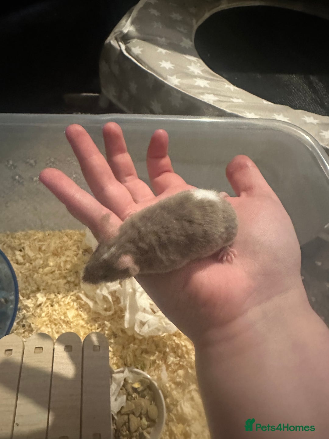 Mouse rodents for sale: 3 male fancy mice  - Advert 3