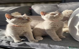 British Shorthair cats for sale: 🐾 TOP QUALLITY LILAC BSH reg GCCF purebred 🐾 - Image 2