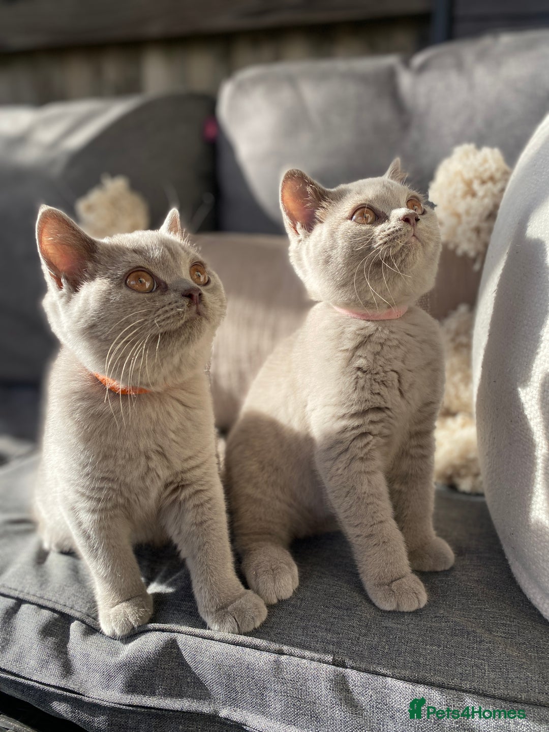 British Shorthair cats for sale: 🐾 TOP QUALLITY LILAC BSH reg GCCF purebred 🐾 - Image 2