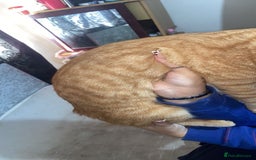 British Shorthair cats for sale: Ginger tabby (simba) - Image 2