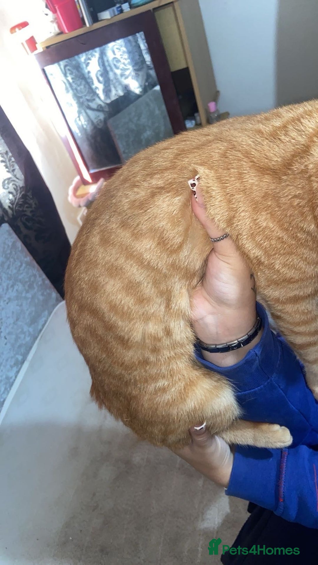 British Shorthair cats for sale: Ginger tabby (simba) - Image 2