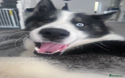 Mixed Breed dogs for sale: Meet Blu our beautiful husky/samoyed. 1 year old - Image 5