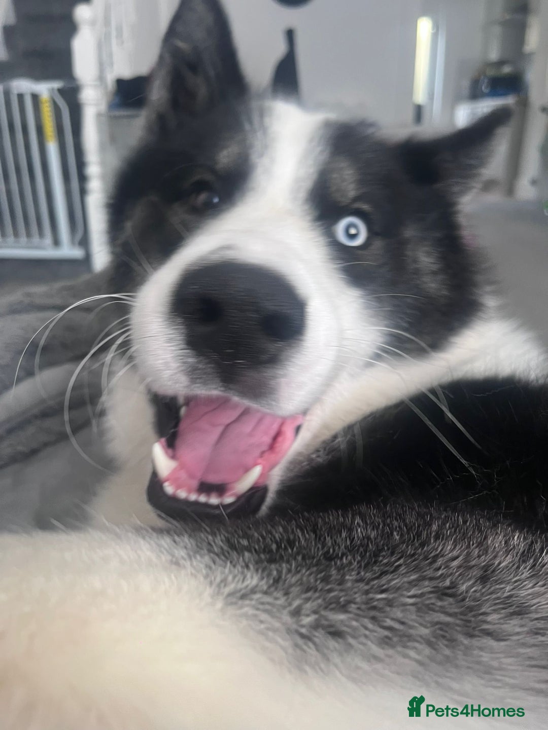 Mixed Breed dogs for sale: Meet Blu our beautiful husky/samoyed. 1 year old - Image 5