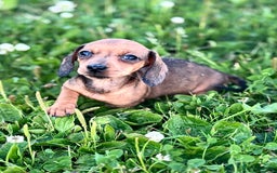 Miniature Dachshund dogs for sale: KC reg Miniature Dachshunds ready to go! in Tiverton - Image 2