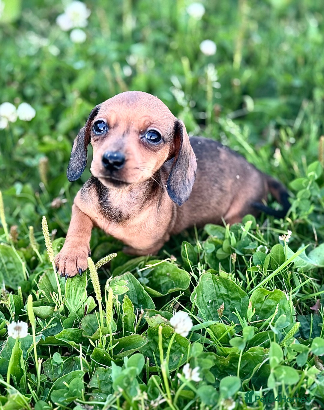 Miniature Dachshund dogs for sale: KC reg Miniature Dachshunds ready to go! in Tiverton - Image 2