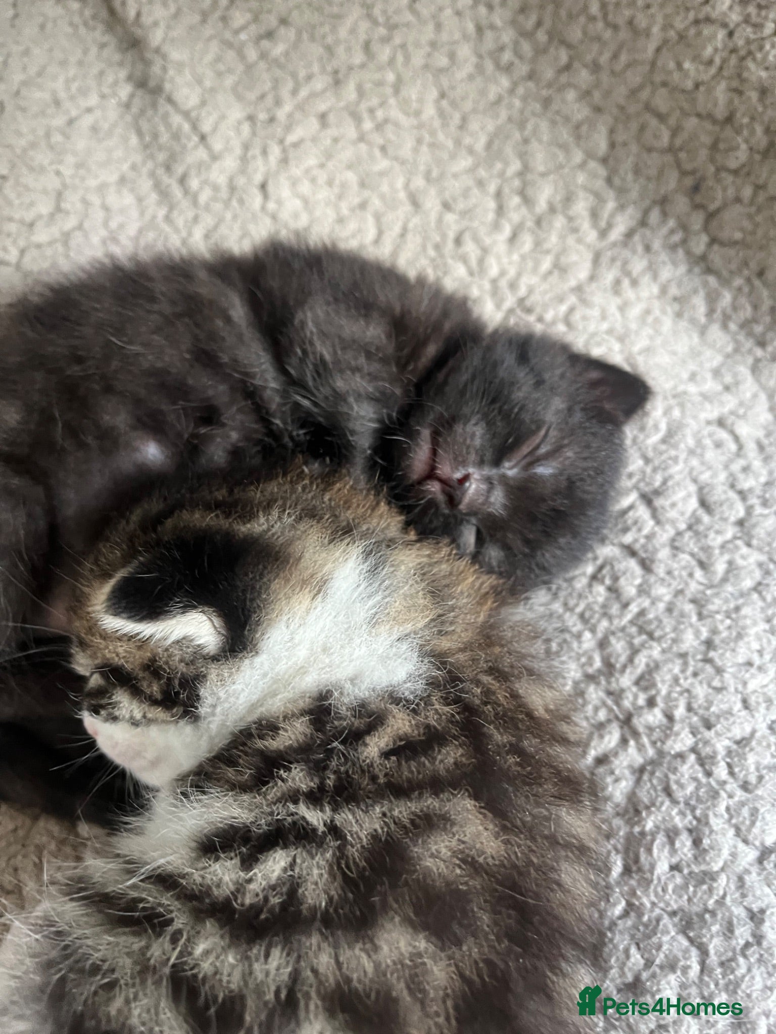 Mixed Breed cats 2 gorgeous kittens  - Advert 1