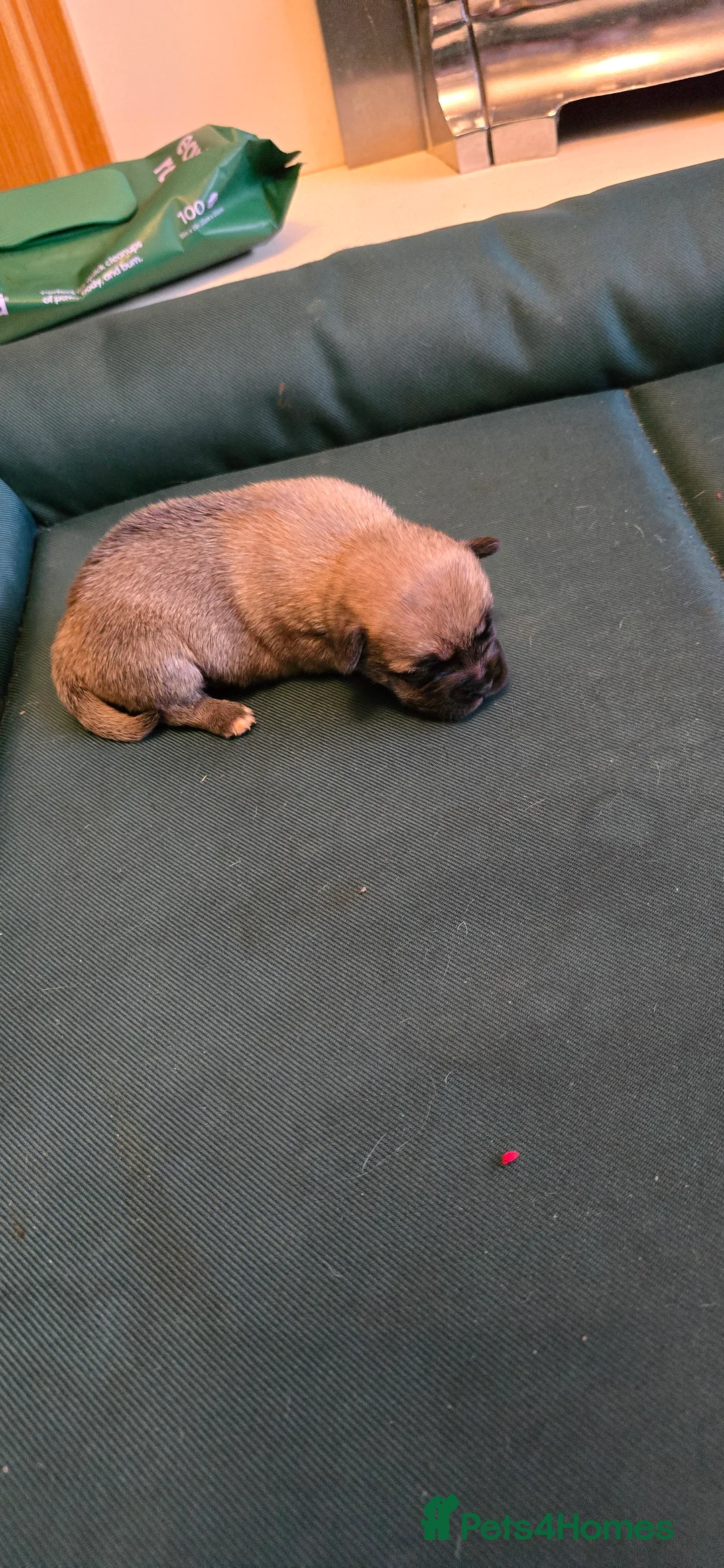 Mixed Breed dogs for sale: French bulldog Cross with Terrier shih tzu puppies - Advert 2