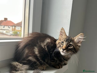 Domestic Shorthair cats - Advert 27