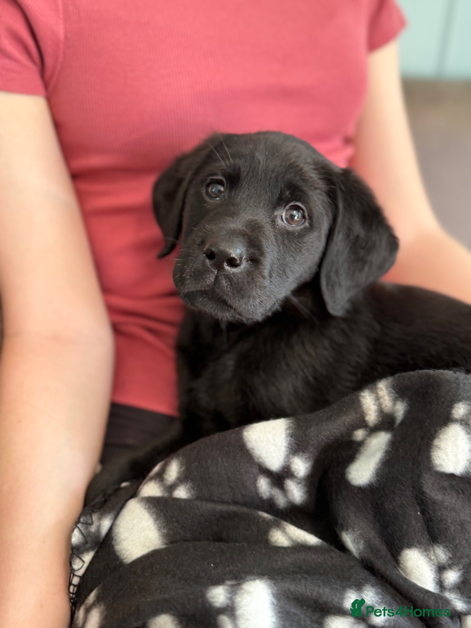 Labrador Retriever dogs Puppies have arrived at Westfena 🐾 Labradors   - Advert 1