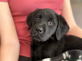 Labrador Retriever dogs for sale: Puppies have arrived at Westfena 🐾 Labradors - Advert 2