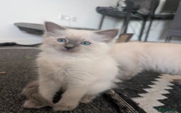 Ragdoll cats for sale: Cute Ragdoll Kittens ( Ready to be rehomed) - Image 8