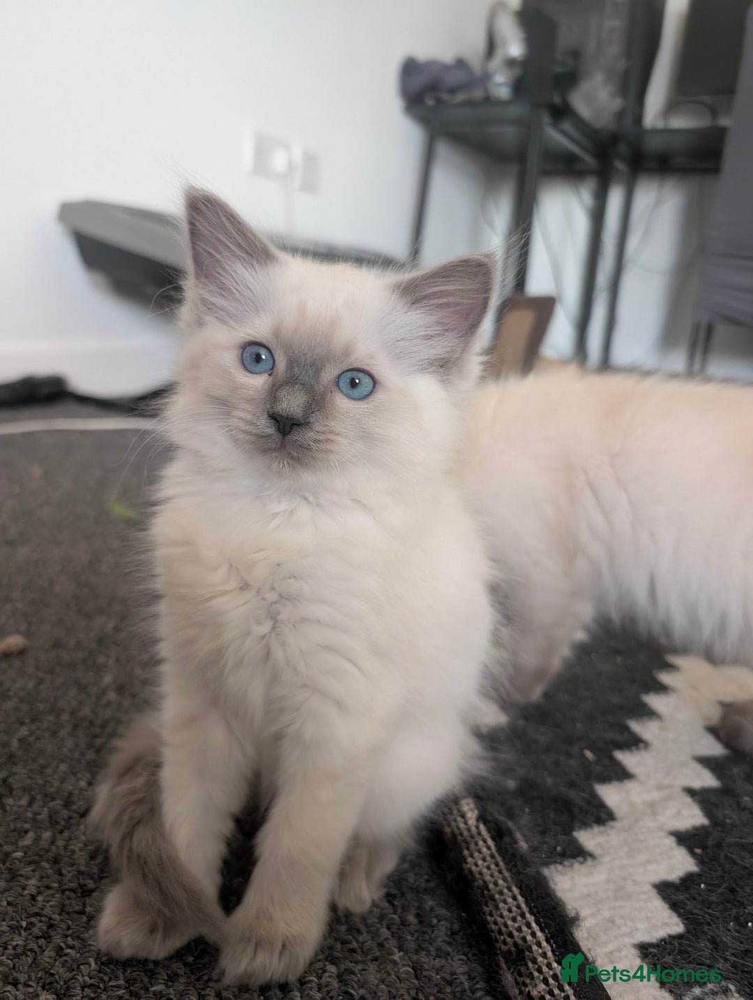 Ragdoll cats for sale: Cute Ragdoll Kittens ( Ready to be rehomed) - Image 8