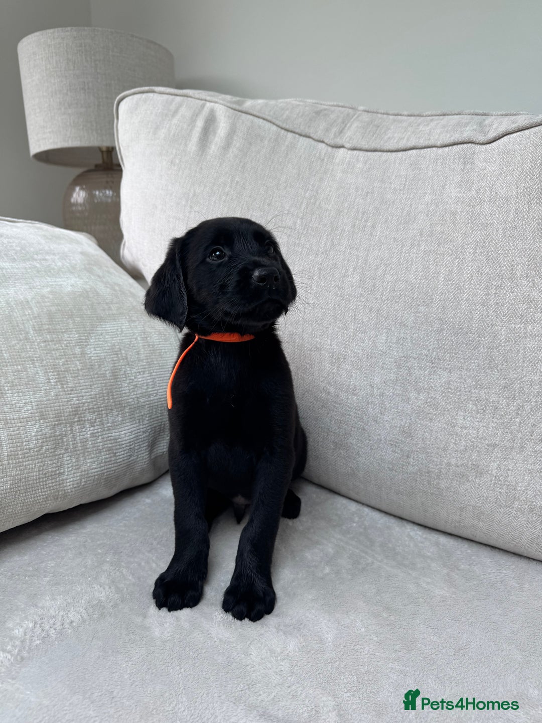 Mixed Breed dogs for sale: 🐾 🧸 *Ready Saturday* Beautiful Doodles 💕🐾 - Image 20