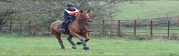 Irish Thoroughbred horses for sale: Rosie 16.2hh 7 yo TB- mare  - Advert 3