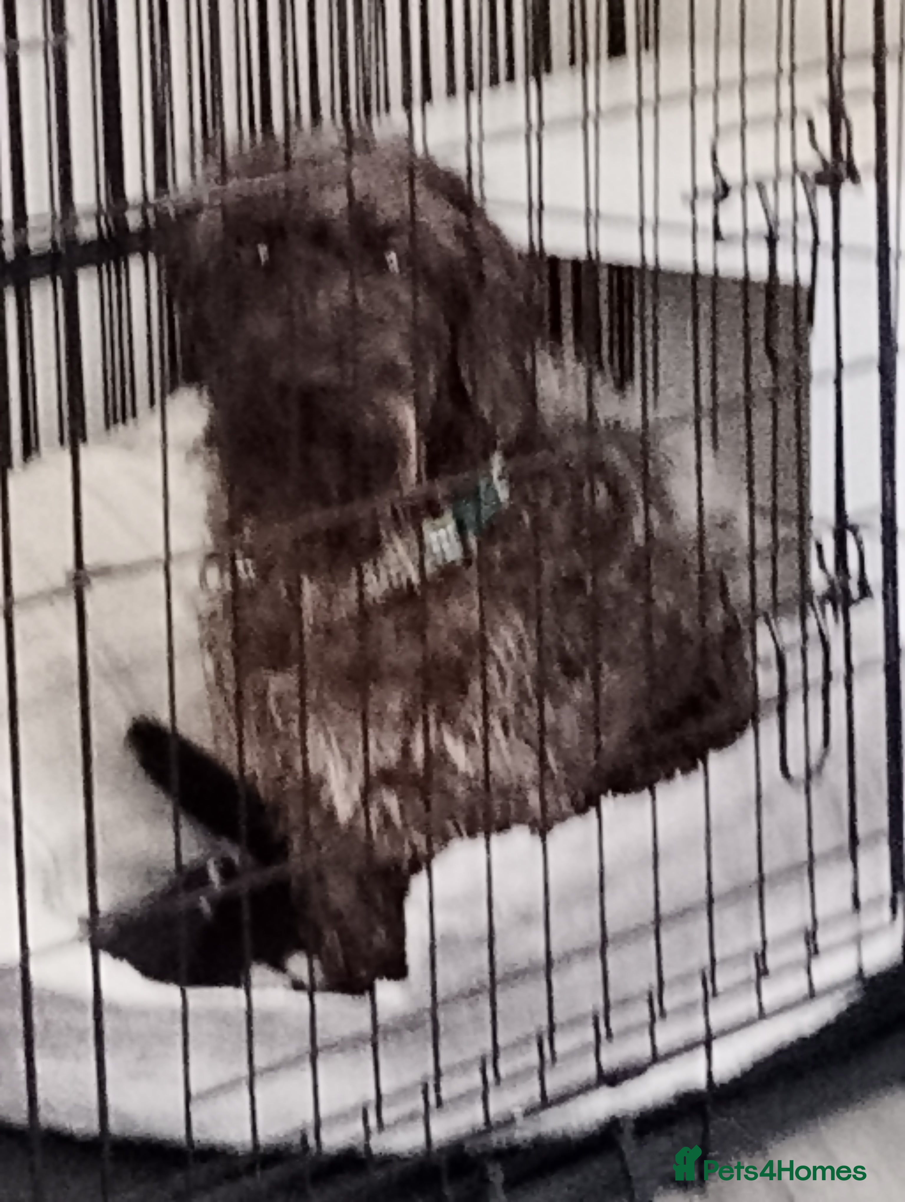 Mixed Breed dogs Chester 1 year old mixed breed - Advert 3