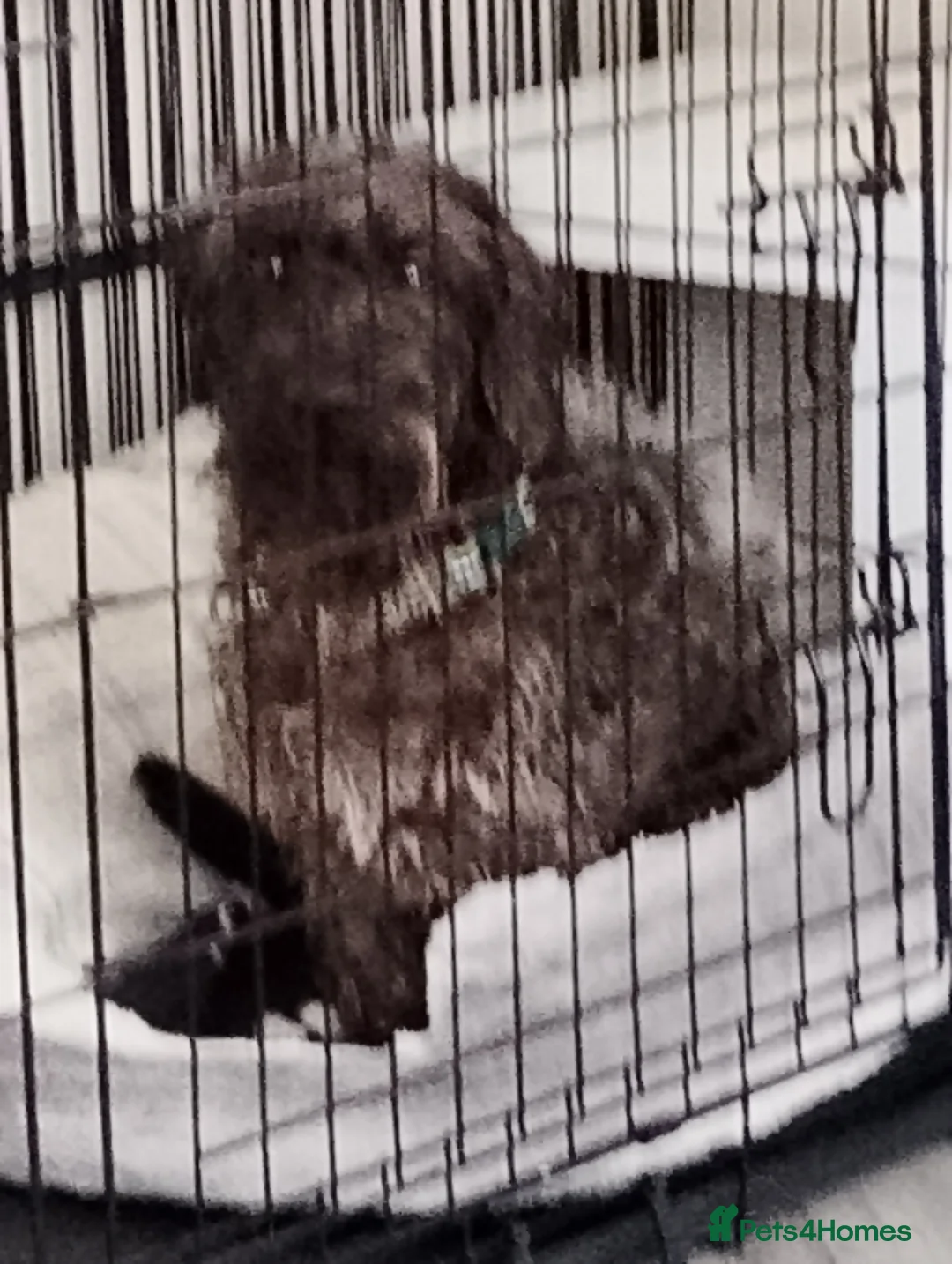 Mixed Breed dogs for sale: Chester 1 year old mixed breed - Advert 1