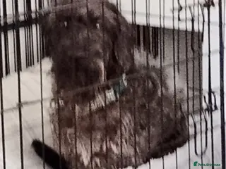 Mixed Breed dogs Chester 1 year old mixed breed - Advert 3