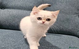 Scottish Fold cats for sale: Excellent Scottish straight kittens  - Image 29