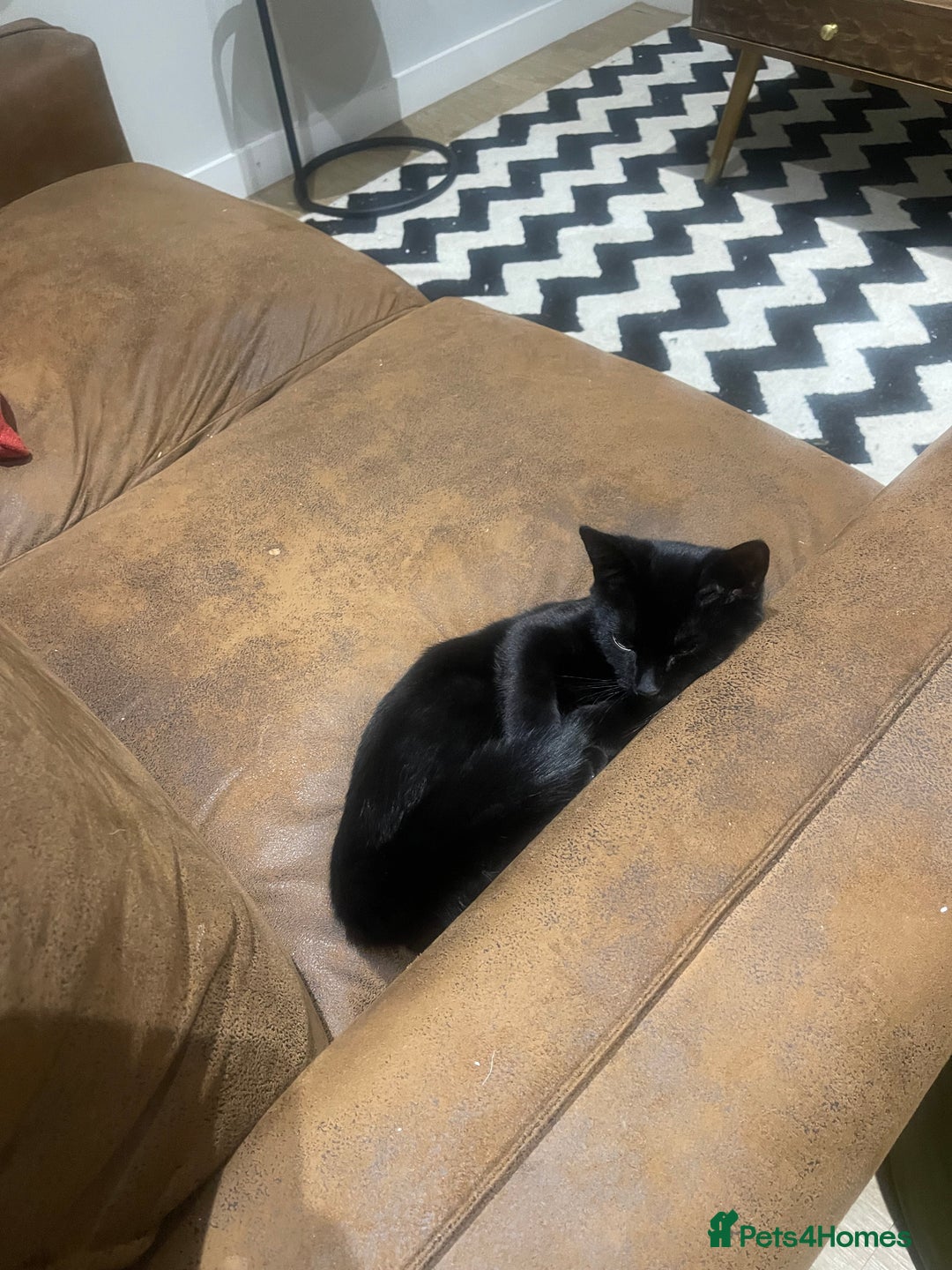 York Chocolate cats for sale: Tonka Bean  - Advert 4