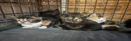 Mixed Breed cats for sale: Beautiful Kittens looking for their forever homes  - Advert 3