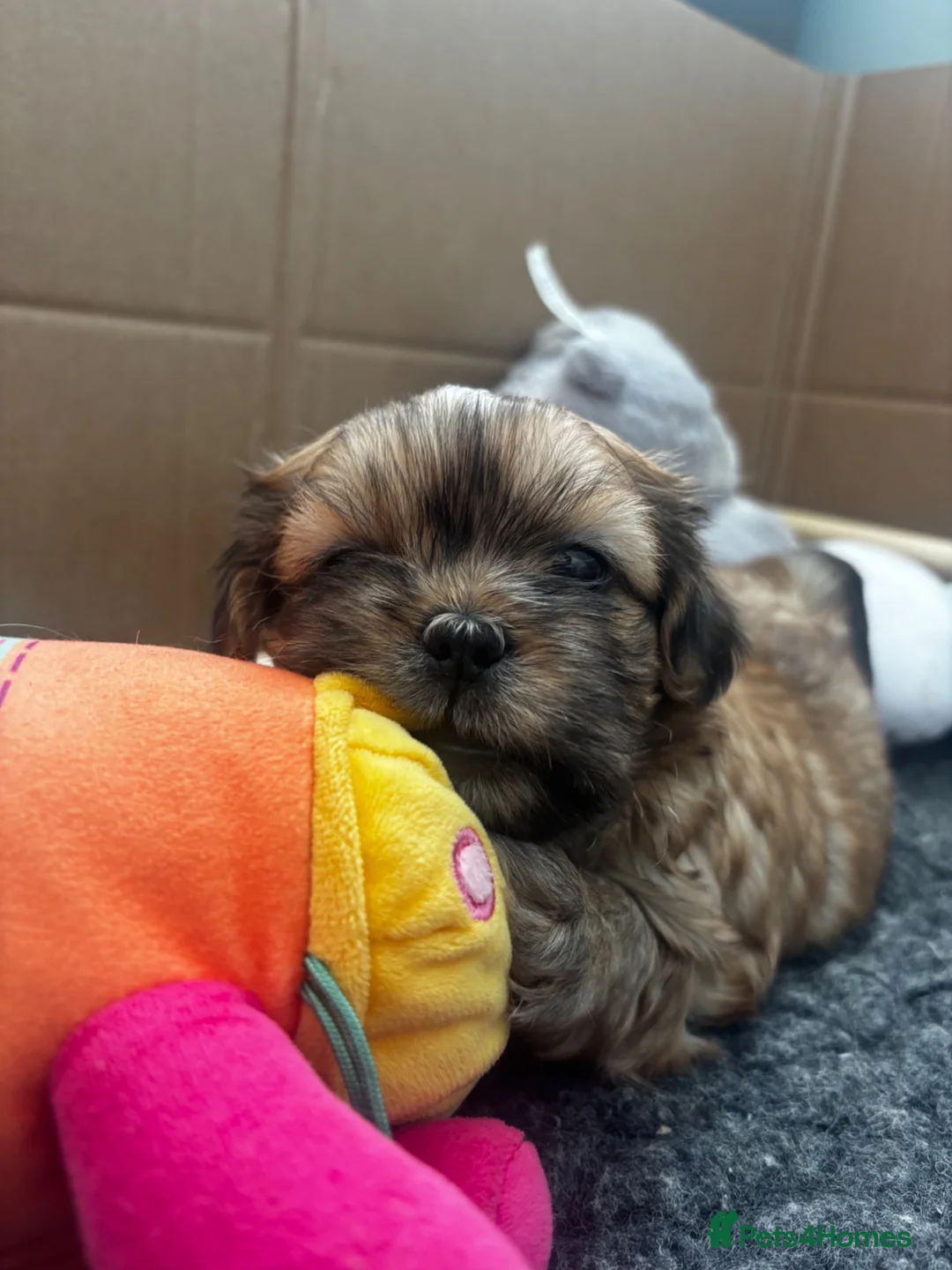 Shih Tzu dogs for sale: 2 beautiful Shih Tzu puppies for sale in Telford - Advert 2