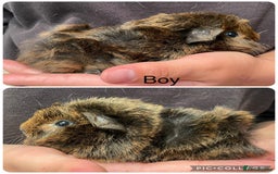 Guinea Pig rodents for sale: Baby boar guinea gigs  - Image 2