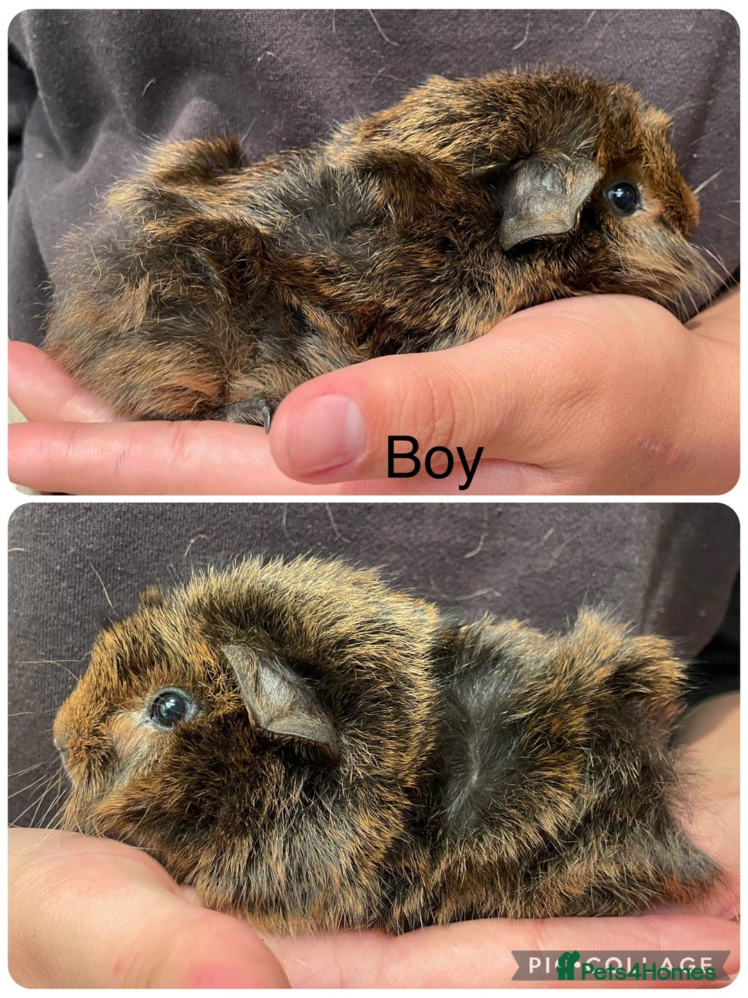 Guinea Pig rodents for sale: Baby boar guinea gigs  - Image 2