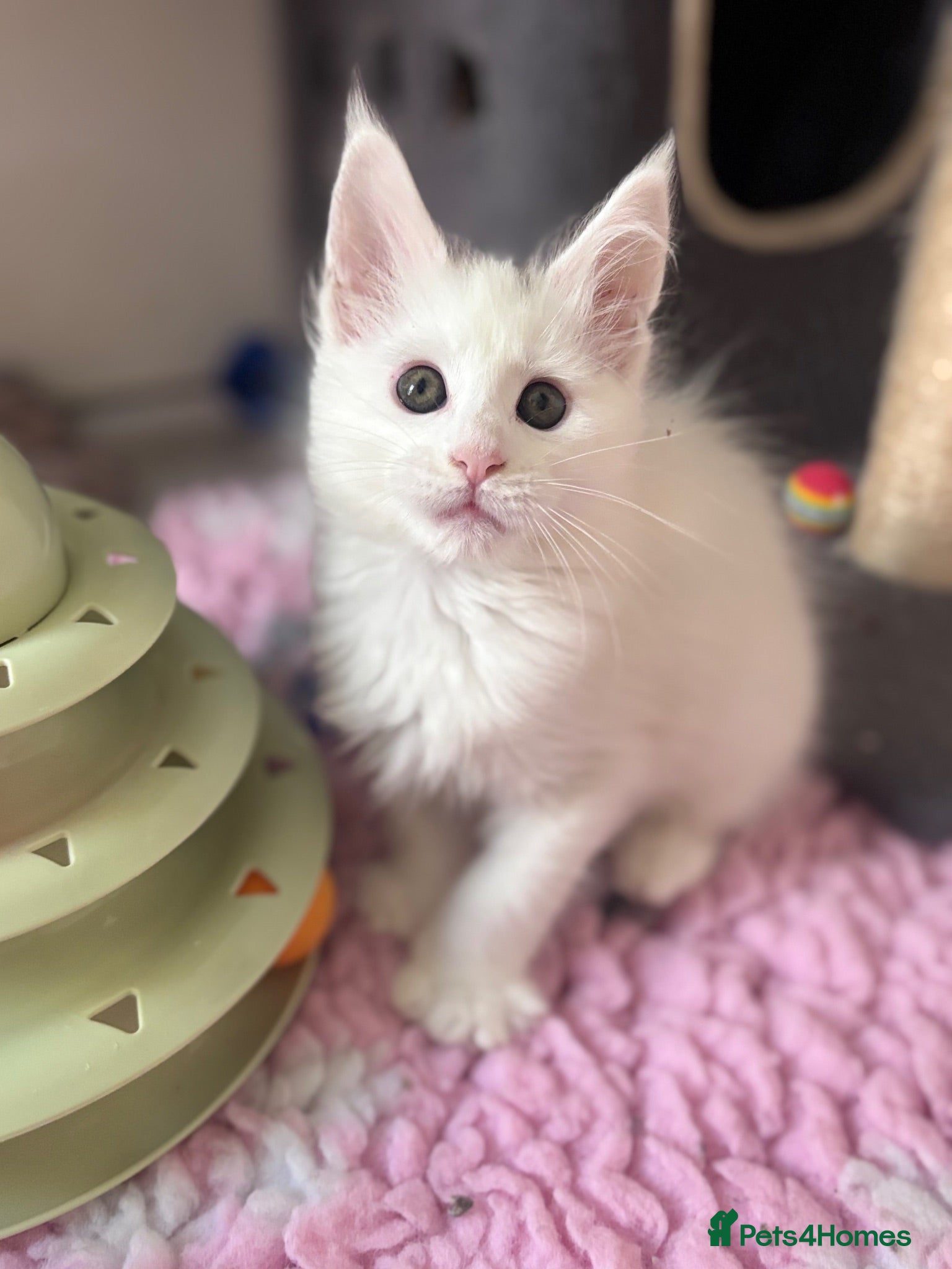 Maine Coon cats 💕Only 1 Girl Available💕Stunning White Mainecoon - Advert 2