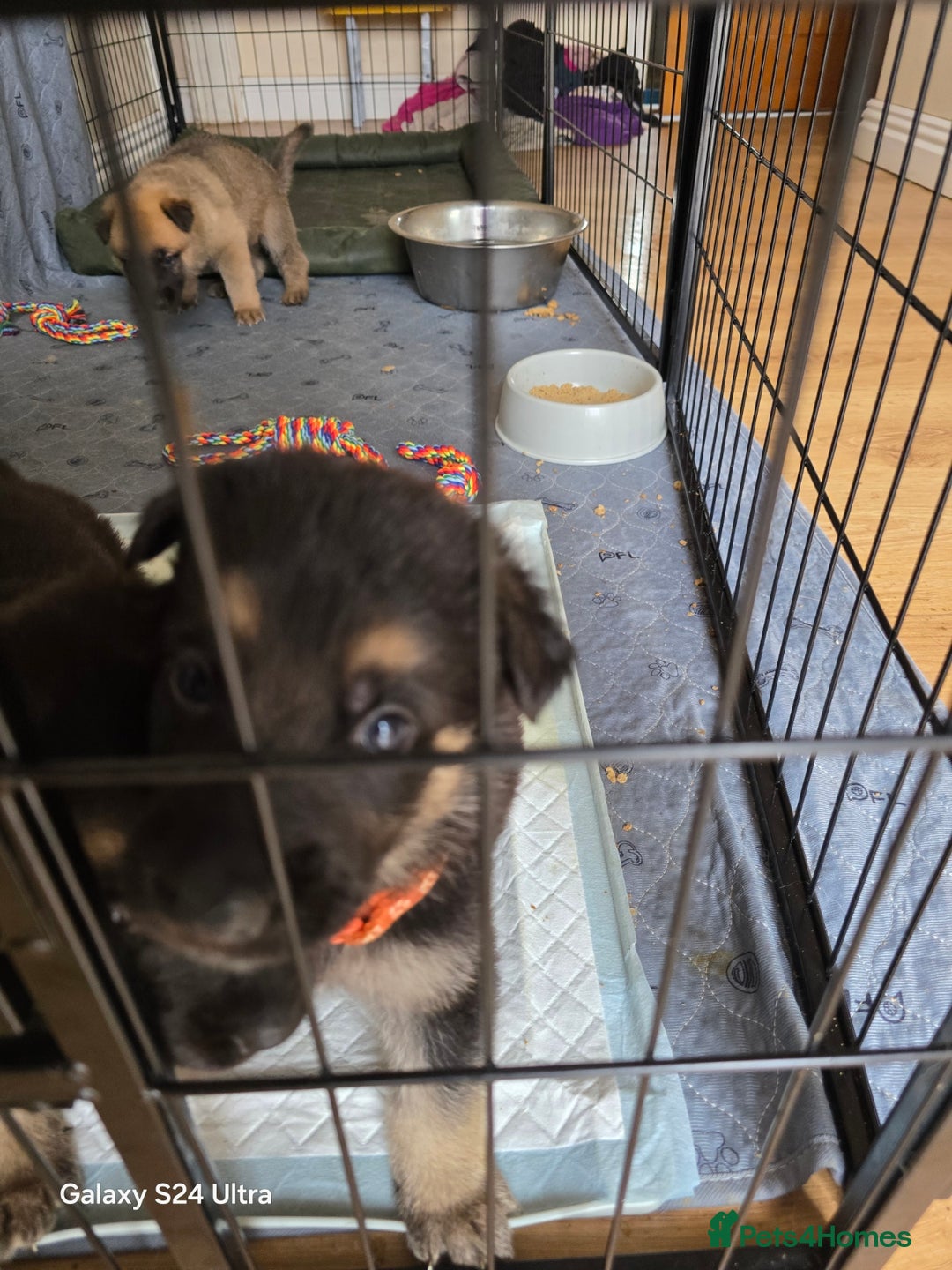 German Shepherd dogs for sale: German Shepard KC Reg Puppies in Scunthorpe - Image 24