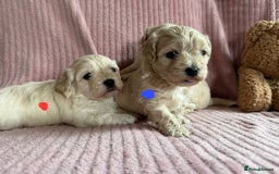Maltipoo dogs for sale: Gorgeous Maltipoo puppies  - Advert 7