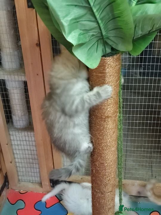 Maine Coon cats Maincoon kittens  - Advert 2