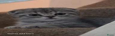 Scottish Fold 6