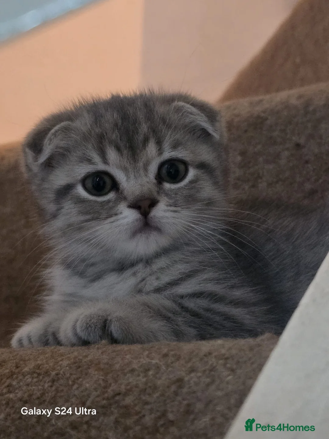 Scottish Fold cats for sale: 6 SCOTTISH FOLD KITTENS - Advert 2