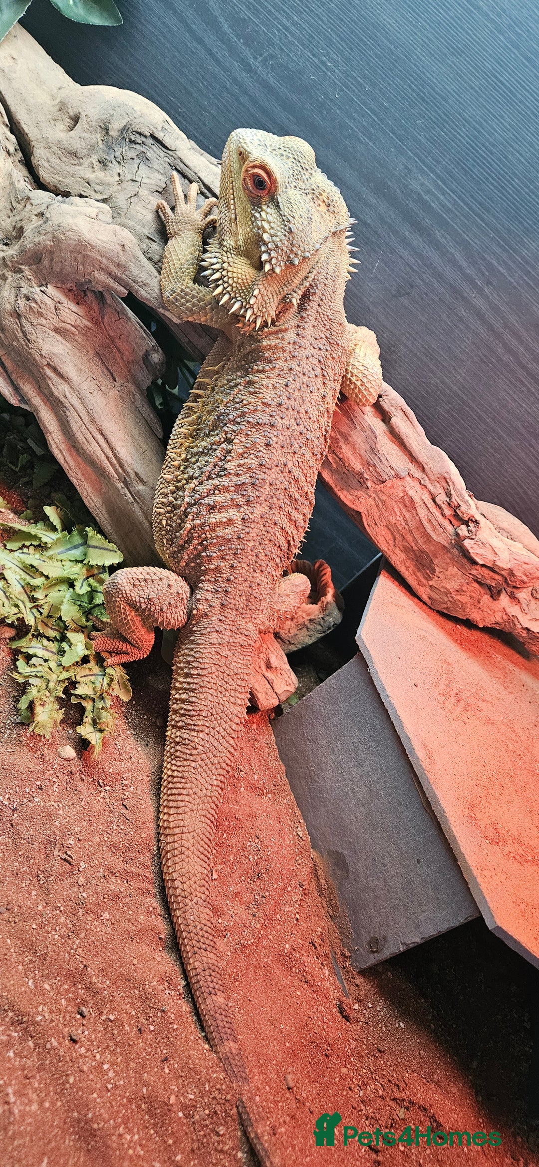 Bearded Dragon reptiles for sale: 4/5 year old citrus bearded dragon full set up  - Advert 2
