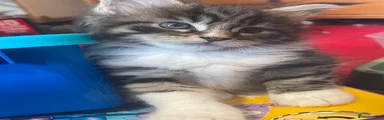 Maine Coon Kitten 2