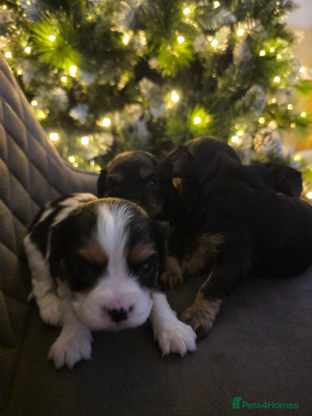 Cavalier King Charles Spaniel dogs for sale: Cavalier King Charles puppies  - Advert 5