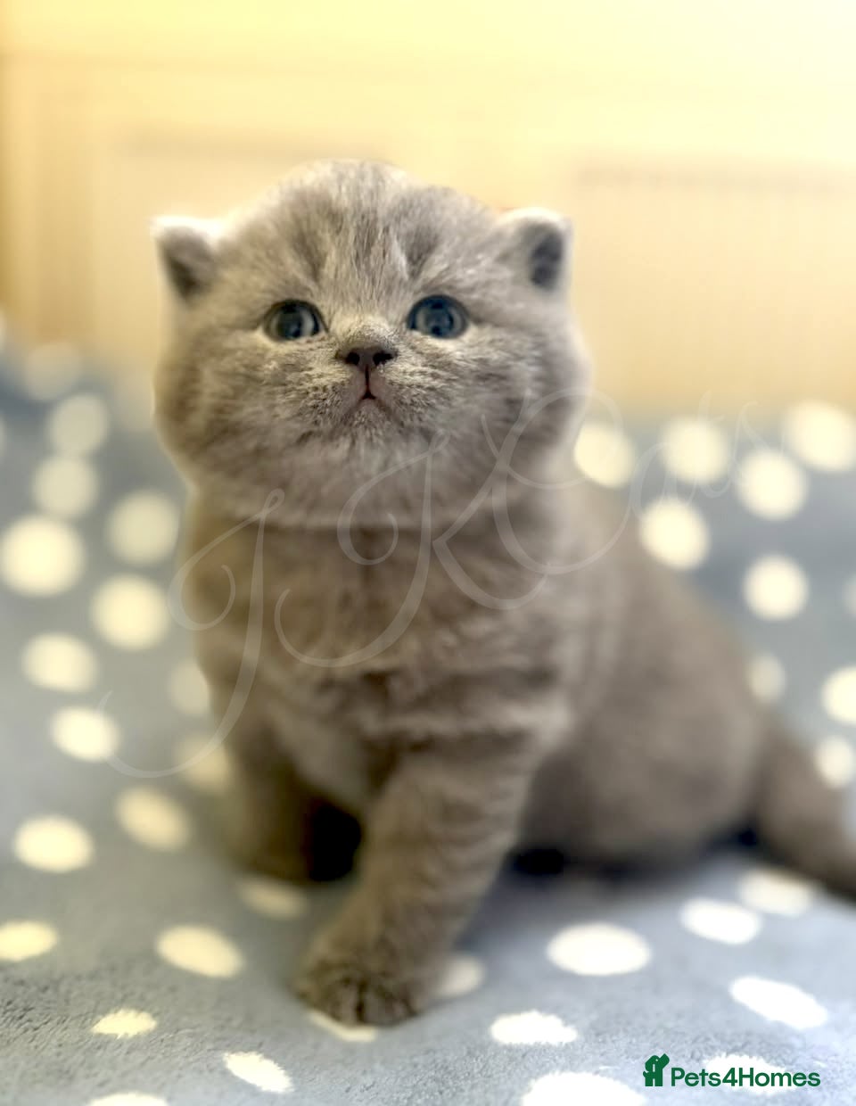 British Shorthair cats GCCF Registered -Show Quality BSH - Advert 8