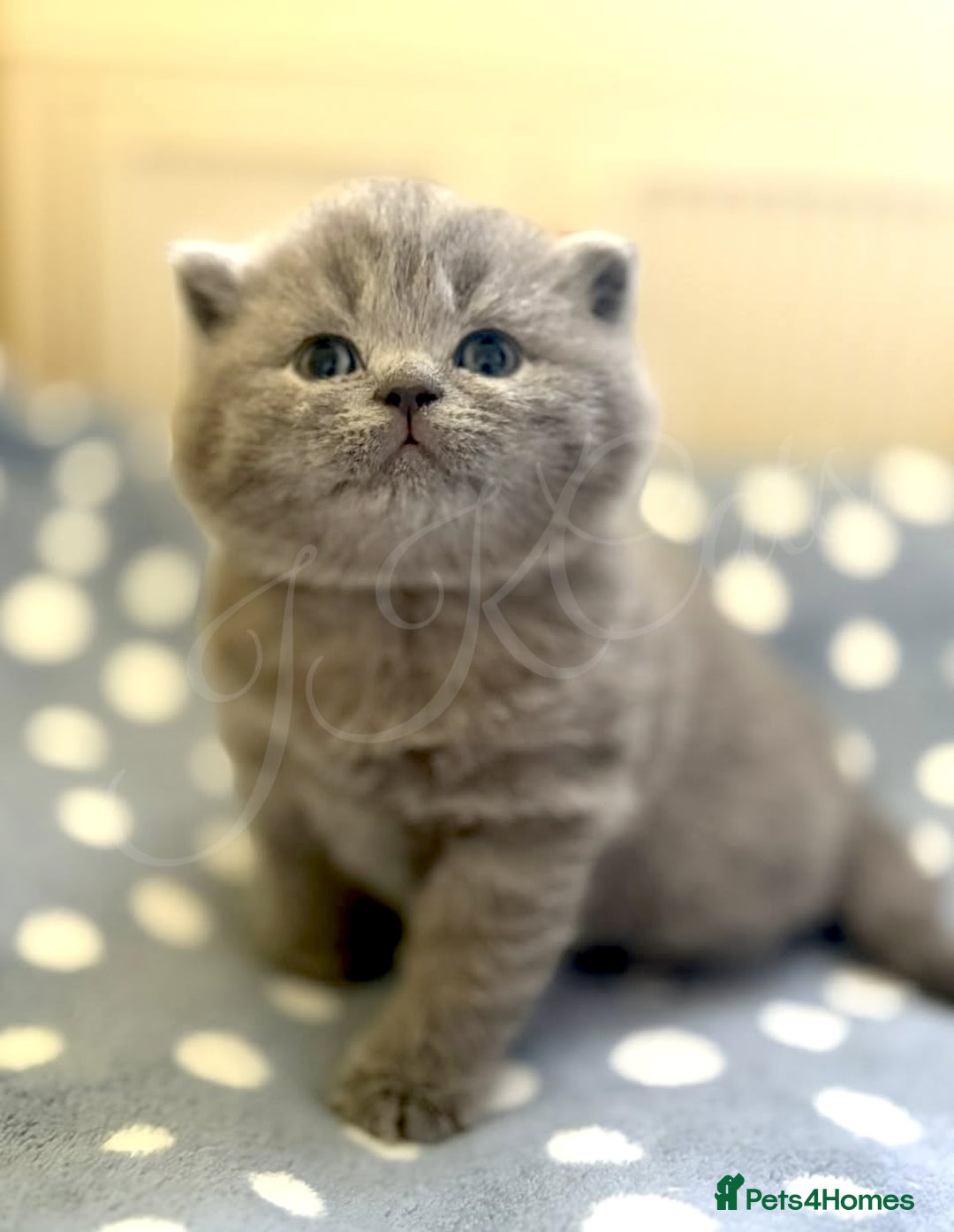 British Shorthair cats for sale: GCCF Registered -Show Quality BSH - Advert 1