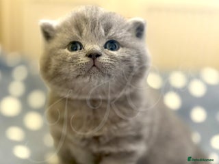 British Shorthair cats GCCF Registered -Show Quality BSH - Advert 15