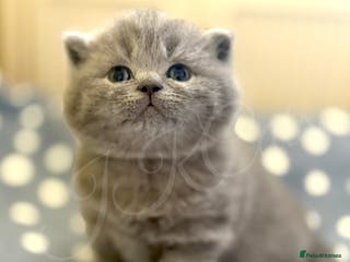 British Shorthair cats GCCF Registered -Show Quality BSH - Advert 18