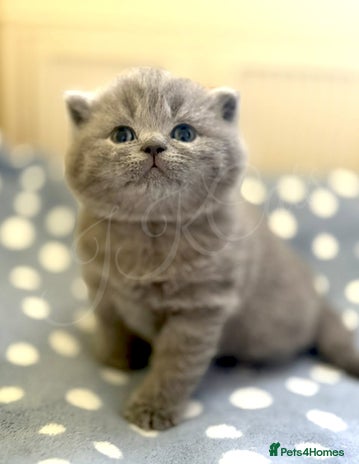 British Shorthair cats - Advert 11