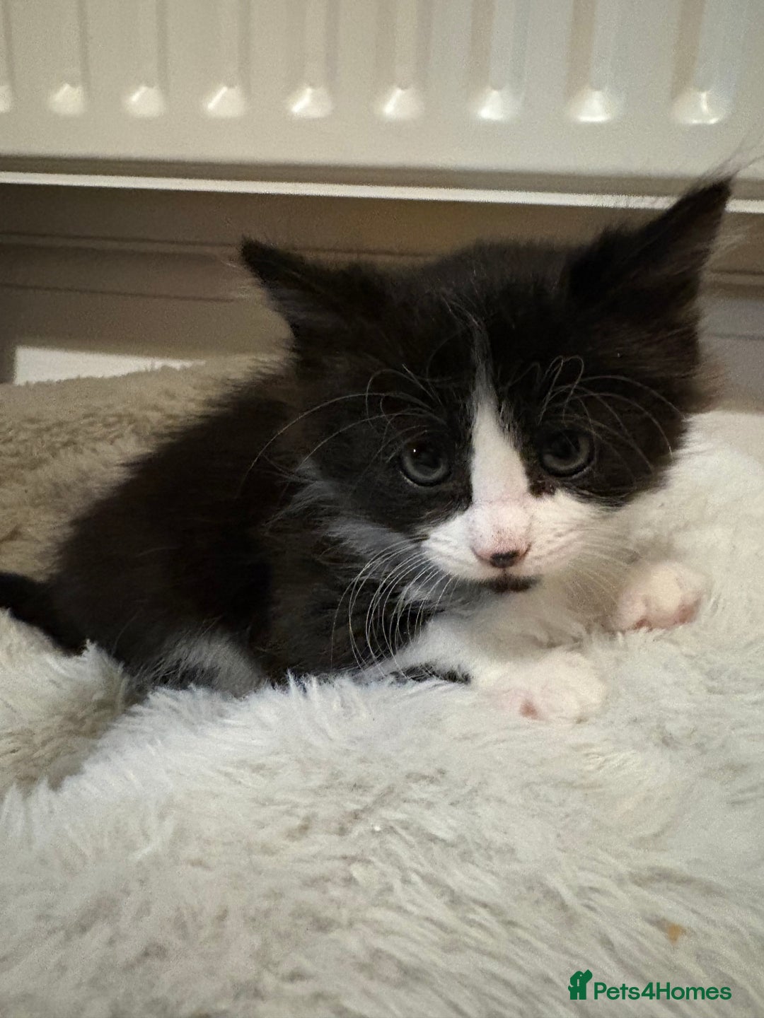 Mixed Breed cats for sale: Seven Tiny Adventures Waiting for Their Families - Advert 32