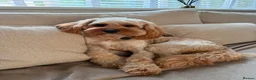 Cavapoo dogs for adoption: BEAR FOSTER TO ADOPT-Cornwall/Devon/SomersetBorder - Advert 26
