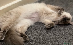 Ragdoll cats for sale:  Rehoming Ragdoll Cats. Indoor Homes Onlyz  - Image 12